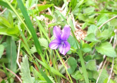 Fleur de Violette